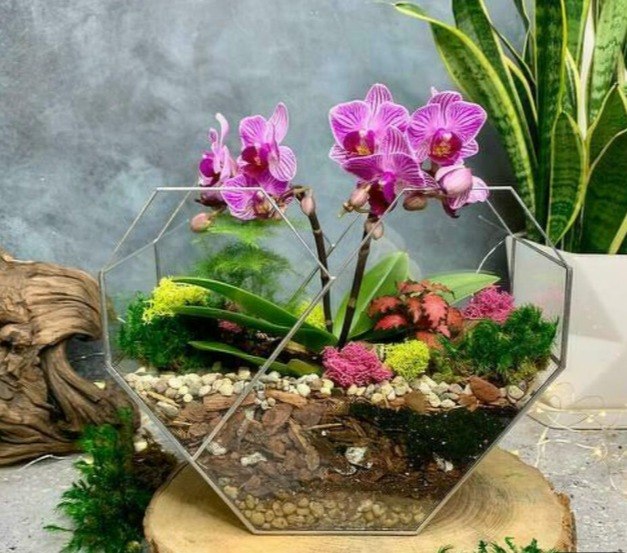 Мастер-класс по созданию орхидариума