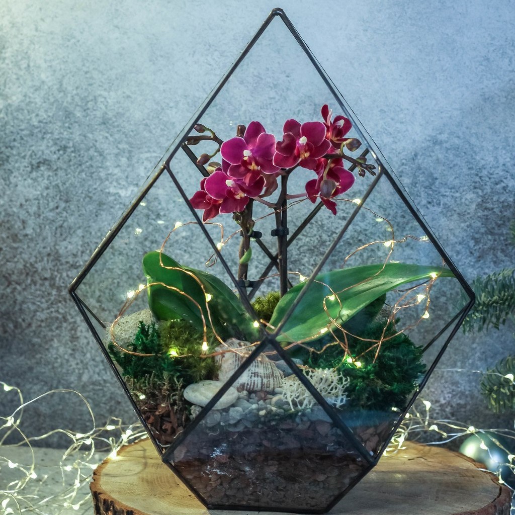 Мастер-класс по созданию орхидариума